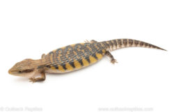 Northern Blue Tongue skink for sale