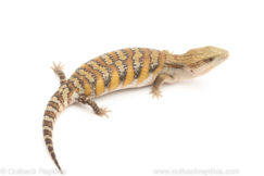 Northern Blue Tongue skink for sale