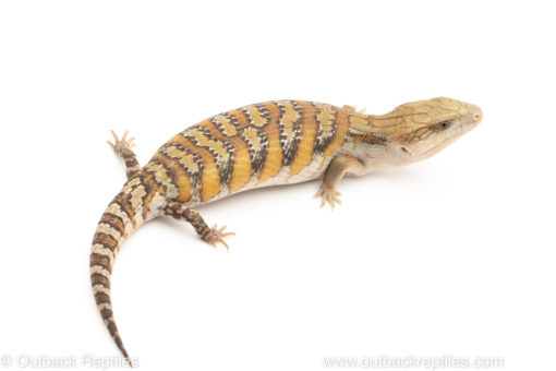 Northern Blue Tongue skink for sale