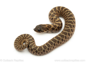 Sable Western Hognose Snake for sale