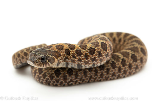 Sable Western Hognose Snake for sale