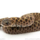 Sable Western Hognose Snake for sale