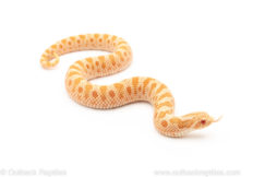 Albino Western Hognose Snake for sale