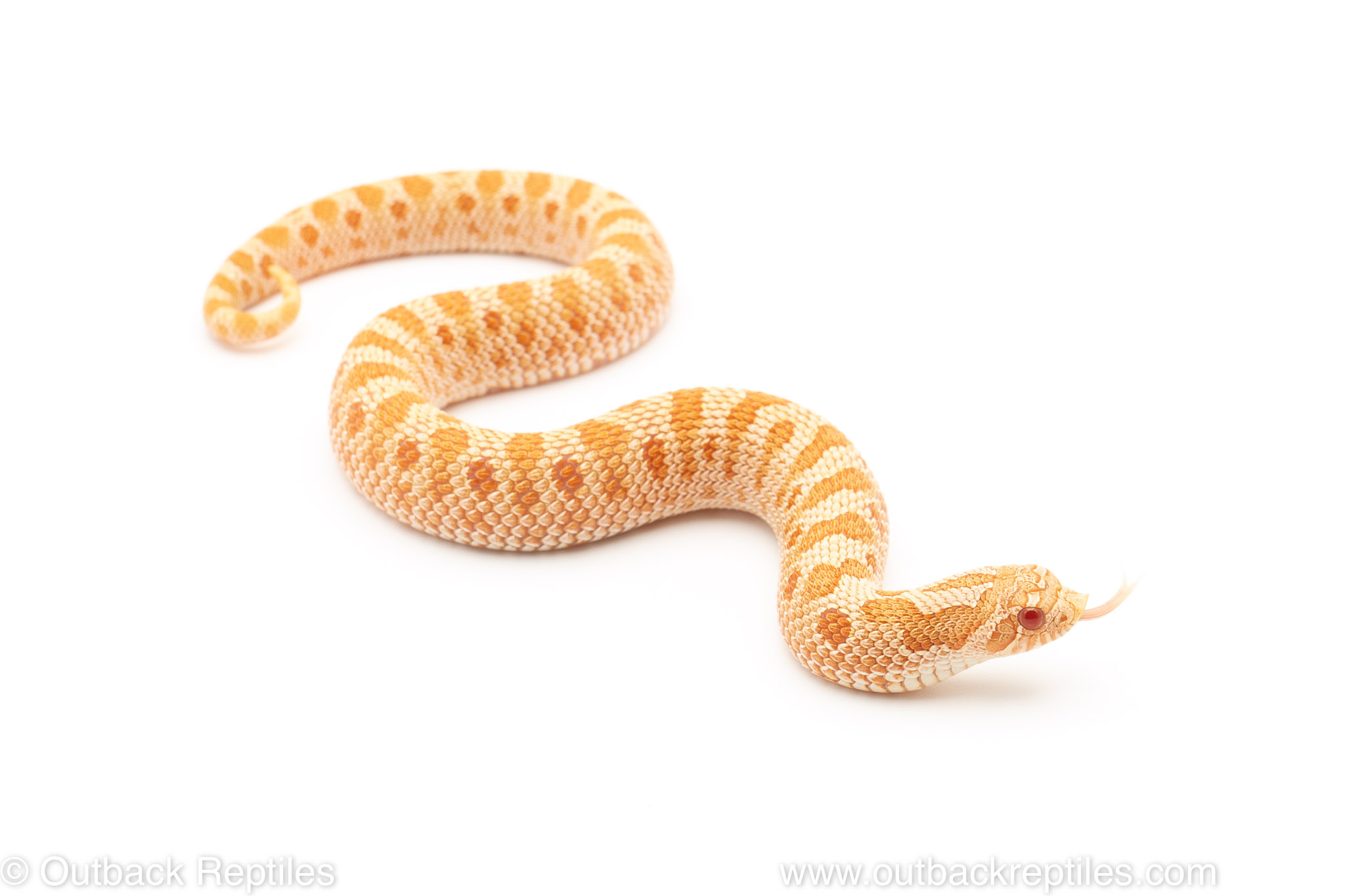 More Western Hognose playing dead photos