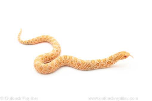 arctic albino Western Hognose Snake for sale