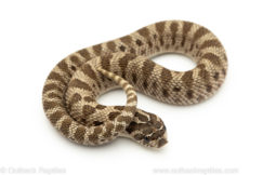 Arctic Conda Western Hognose Snake for sale