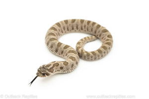 Arctic Conda Western Hognose Snake for sale
