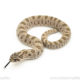 Arctic Conda Western Hognose Snake for sale