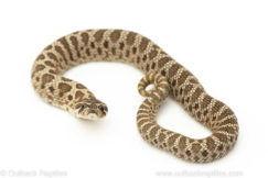 Arctic Western Hognose Snake for sale