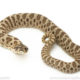 Arctic Western Hognose Snake for sale