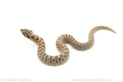Arctic Western Hognose Snake for sale