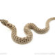 Arctic Western Hognose Snake for sale