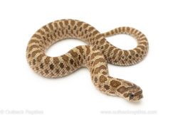 Western Hognose Snake for sale