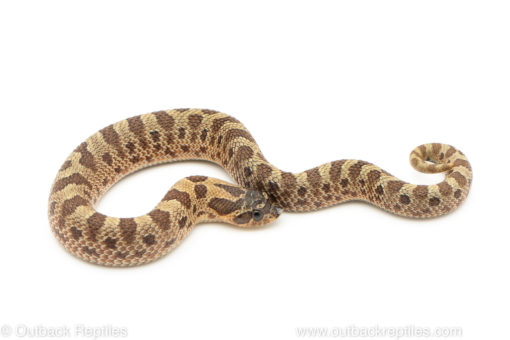 Sable Conda Western Hognose Snake for sale
