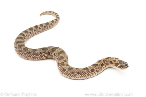 Sable conda Western Hognose Snake for sale