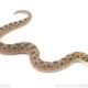 Sable conda Western Hognose Snake for sale