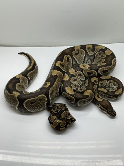 Volta ball python for sale