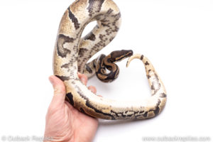 Africa import ball pythons for sale