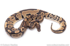 Africa import ball pythons for sale