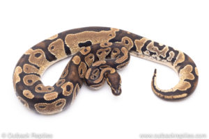 Africa import ball pythons for sale