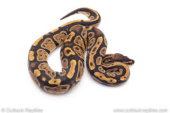 Africa import ball pythons for sale