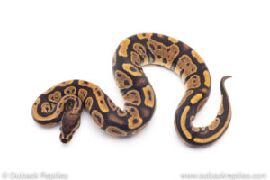 Africa import ball pythons for sale