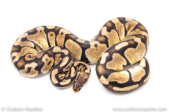 Africa import ball pythons for sale