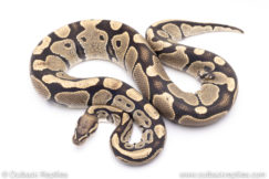Africa import ball pythons for sale