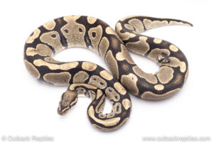 Africa import ball pythons for sale