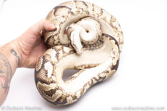 Africa import ball pythons for sale