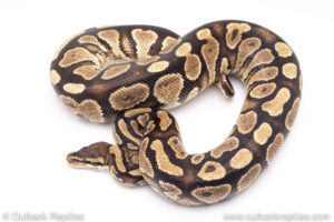 Africa import ball pythons for sale