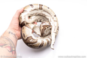 Africa import ball pythons for sale