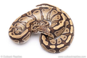 Africa import ball pythons for sale