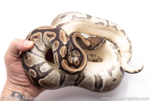 Africa import ball pythons for sale