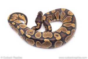 Africa import ball pythons for sale
