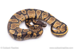 Africa import ball pythons for sale
