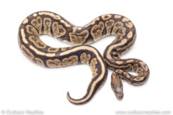Africa import ball pythons for sale