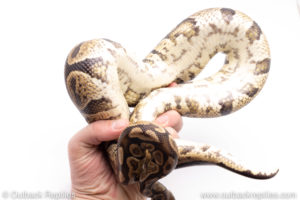 Africa import ball pythons for sale