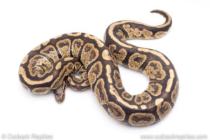 Africa import ball pythons for sale