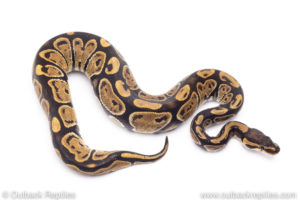 Africa import ball pythons for sale