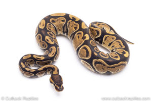 Africa import ball pythons for sale