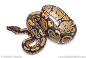 Africa import ball pythons for sale