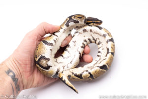 Africa import ball pythons for sale