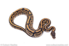 Africa import ball pythons for sale