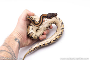 Africa import ball pythons for sale