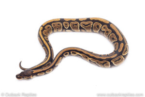Africa import ball pythons for sale