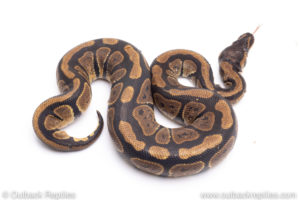 Africa import ball pythons for sale