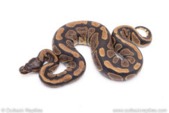 Africa import ball pythons for sale