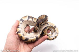 Africa import ball pythons for sale