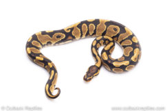 Africa import ball pythons for sale